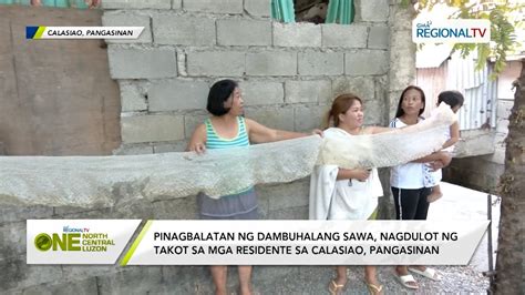 dambuhalang sawa sa calasiao pangasinan|One North Central Luzon: Pinagbalatan ng dambuhalang sawa.